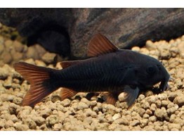 CORYDORAS AENEUS  BLACK VENEZUELA  3 1-3 5