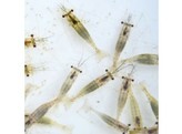 River Shrimps - Bulk 70-90g shrimps/bag