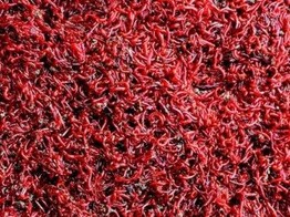 Red mosquito  Bloodworm  Small - 1000g