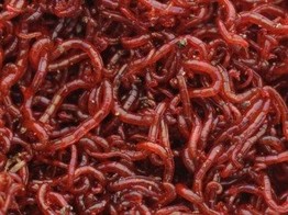 Red mosquito  Bloodworm  Large - 100g