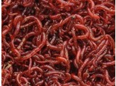 Red mosquito  Bloodworm  Large - 250g
