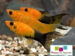 Poecilia sphenops  molly gold dust black  M