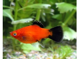 Xiphophorus maculatus Platy Red Wagtail Coral L