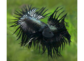 Betta splendens Male Crowntail Black Metallic L