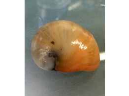 Neripteron sp. Golden Helmet Snail L