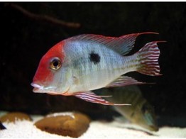 GEOPHAGUS SP. TAPAJOS RED HEAD 4-5