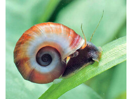 PLANOBARIUS CORNEUS great ramshorn snail ML