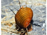 THIARA CANCELLATA Hairly Snail 2-2 5