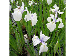 Iris laevigata  Snowdrift 