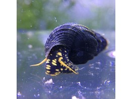 SNAIL YELLOW SPOTTED 5-6