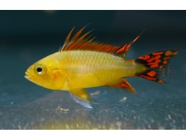 APISTOGRAMMA CACATUOIDES GOLD RED 3 - 3 5
