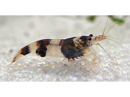 CARIDINA BREVIATA bee schrimps 1-1 5