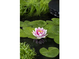 Nymphaea  Attraction 