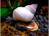 Filopaludina martensi  white wizard snail  L