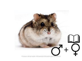 Russische hamster russes wildkleur/couleur sauvage 2 sexes   certifica a t
