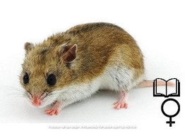 Chinese hamster vrouw  /  Hamser chinois femelles   certifica a t