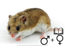 Chinese hamster beide geslachten  /  Hamster chinois deux sexes   certifica a t