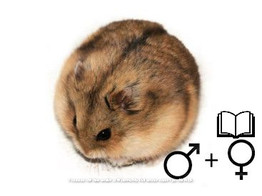 Campbelli hamster 2 gesl.  /  Hamster campbell deux sexes   certifica a t