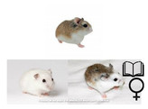 Roborovski hamster mix vrouw  /  Hamster roborovski mix femelle   certifica a t