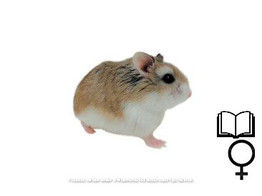 Roborovski hamster wildkleur/couleur sauvage vrouw/femelle   certifica a t