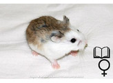 Roborovski hamster gekleurd/colore vrouw/femelle   certifica a t