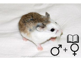 Roborovski hamster gekleurd/couleur sauvage 2 sexes   certifica a t