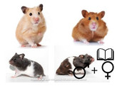 Goudhamster mix/Hamster d ore mix 2 sexes   certifica a t