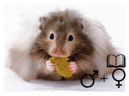 Goudhamster langhaar/Hamster dore poiles longs 2 sexes   certifica a t