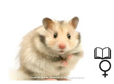 Goudhamster gekleurd vrouw  /  Hamster d ore colore femelle   certifica a t