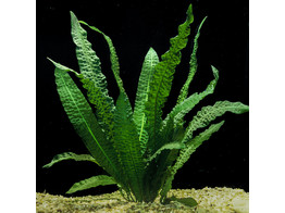 Aponogeton boivinianus pot 5 cm