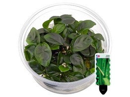 Anubias nangi in vitro   etiquette/plant e 