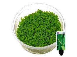 Micrantemum monte carlo in vitro   etiquette/plant e 