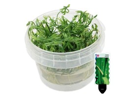 Ranunculus papulentus in vitro   etiquette/plant e 