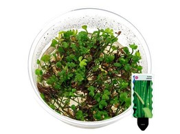 Marsilea hirsuta in vitro   etiquette/plant e 