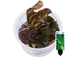 Echinodorus reni in vitro   etiquette/plant e 