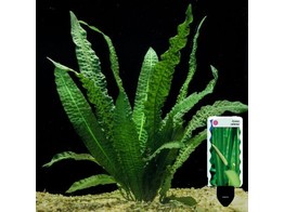 Aponogeton boivinianus pot 5 cm   etiquette/plant e 