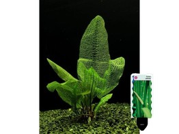 Aponogeton madagascariensis pot 5 cm   etiquette/plant e 