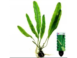 Aponogeton henkelianus pot 5 cm   etiquette/plant e 