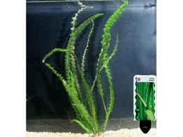 Aponogeton longiplumulosis pot 5 cm   etiquette/plant e 