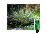 Acorus gramineus variegatus pot 5 cm   etiquette/plant e 