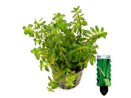 Ammania bonsai pot 5 cm   etiquette/plant e 