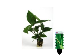 Anubias heterophylla pot 5 cm   etiquette/plant e 