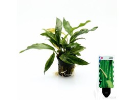 Anubias minima pot 5 cm   etiquette/plant e 