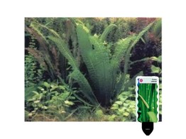 Aponogeton boivinianus pot 5 cm   etiquette/plant e 