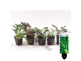 Bucephalandra mix p5  9x6    etiquette/plant e 