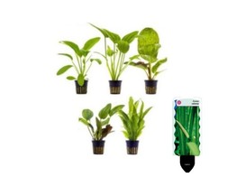 Echinodorus P9 mix   etiquette/plant e 