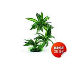 Terrarium plant  triple bromeliad