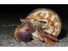 Coenobita sp. Mix 5-6 cm shell
