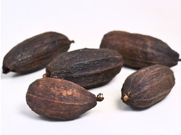 Cacao bean brown 12-18 cm