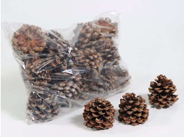 Pinus pinea pine cones  per piece 